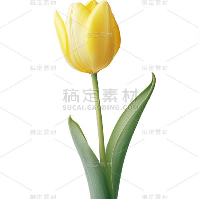 植物实景黄色郁金香元素素材