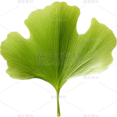 植物绿叶叶子银杏叶