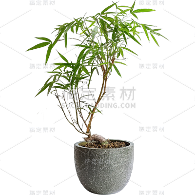 植物通用实景单个盆栽绿植元素素材