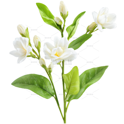 植物系列写实茉莉花栀子花花枝元素