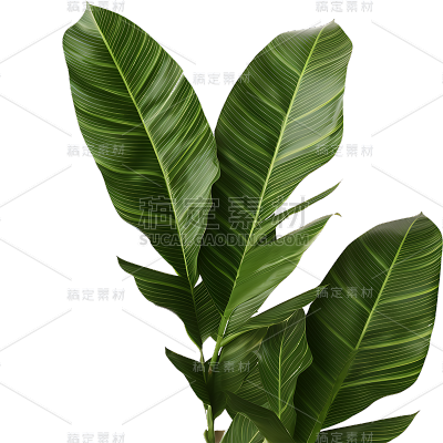 通用绿色植物叶子树叶装饰元素
