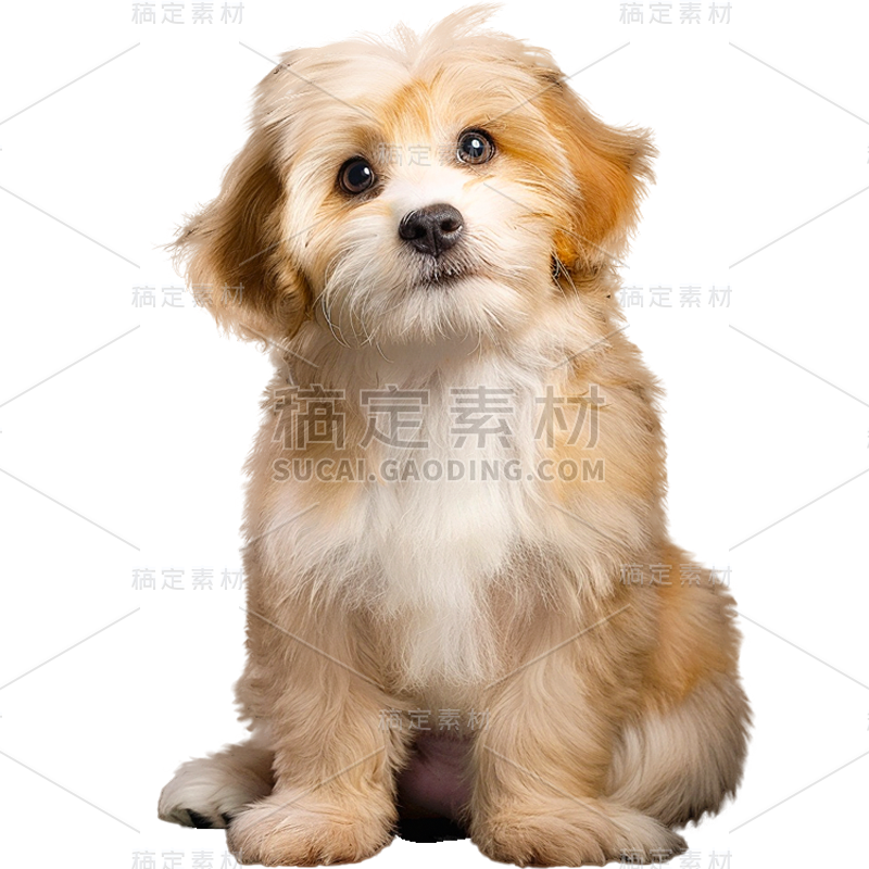 动物系列写实单只小狗