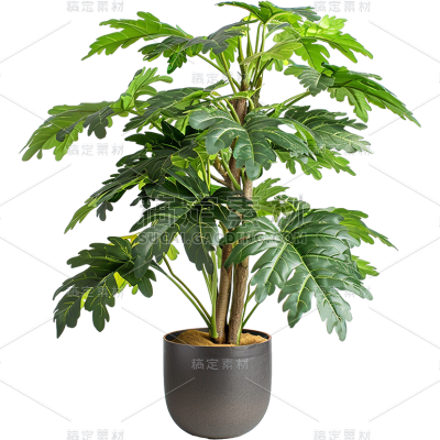 植物通用实景盆栽绿植元素素材