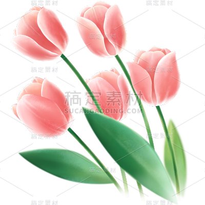 母亲节通用写实插画粉色郁金香元素素材