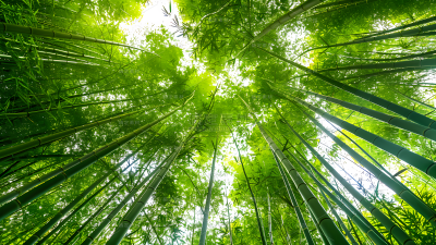 植物通用实景仰视竹林背景场景图片素材