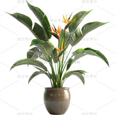 植物通用实景盆栽绿植元素素材