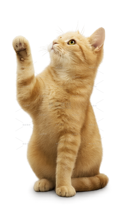 动物系列写实感小猫伸手（td）