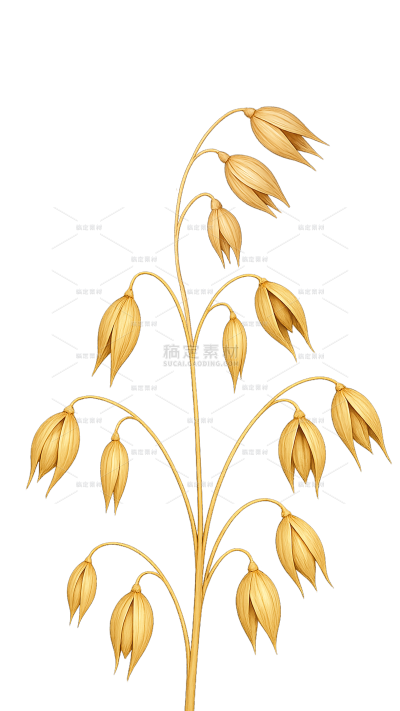 植物系列金黄成熟麦穗插画元素（td)