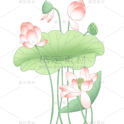 植物通用清新工笔画荷花荷叶组合元素素材