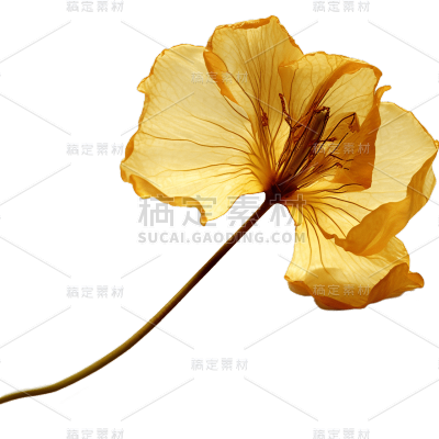 黄色花朵1