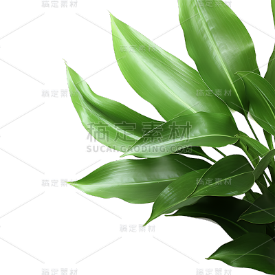 绿色植物叶子树叶装饰元素