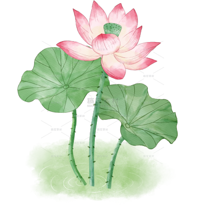 植物系列插画风水粉画荷花荷叶池塘元素