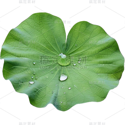 夏天通用实景荷叶绿色植物元素素材