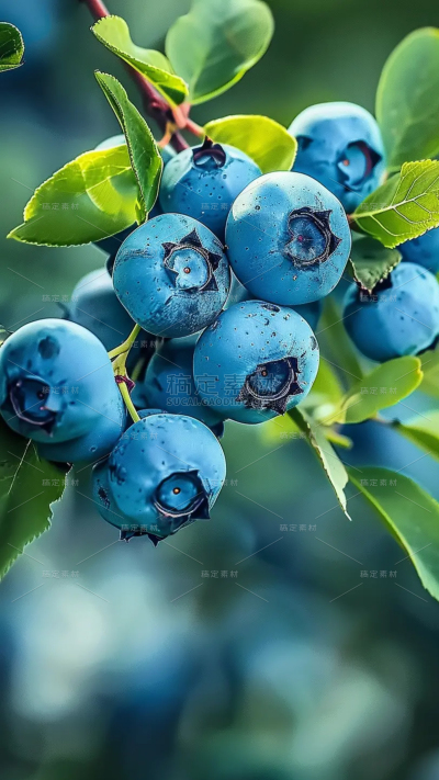 果蔬-通用-写实一枝蓝莓背景素材