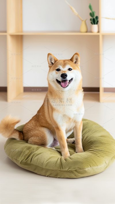 动物系列通用写实柴犬小狗室内背景图片
