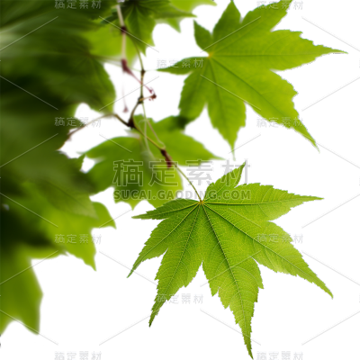 通用绿色树叶植物叶子元素贴纸
