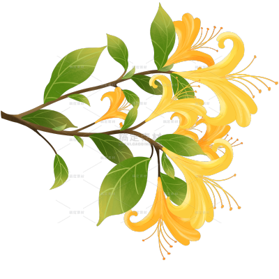 植物系列扁平插画风金银花花枝贴纸 