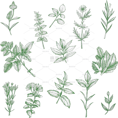 常规系列写实植物组合通用元素素材