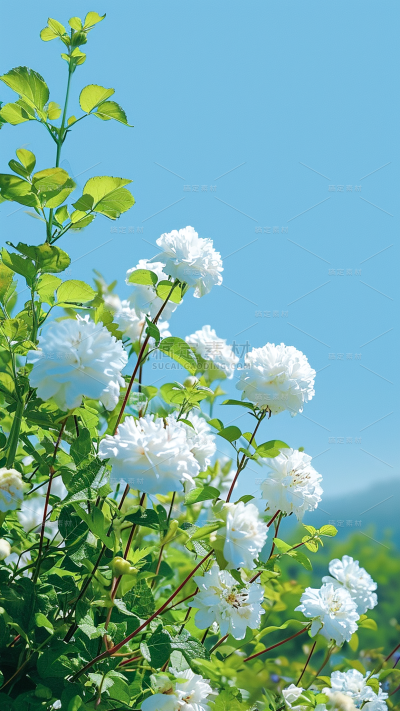 春天春季春日氛围感实景繁花背景场景图片素材