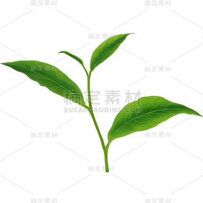 植物绿叶茶叶元素素材