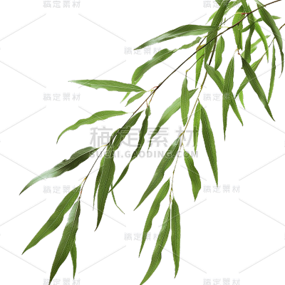 植物通用实景半边植物元素素材