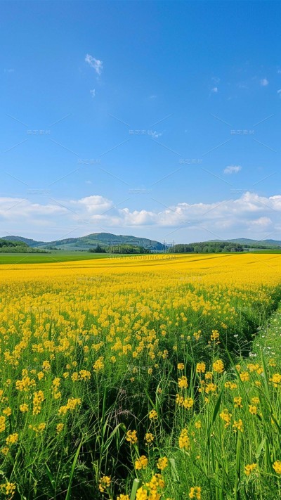 植物实景清新油菜花鲜花背景场景图片素材