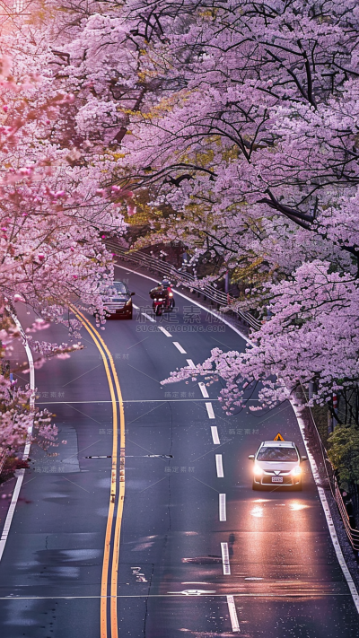 植物通用实景樱花大道场景背景图片素材