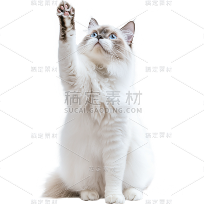 通用-写实长毛猫贴纸 动物系列