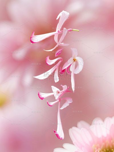38焕新季妇女节女神节清新感电商花朵创意艺术字