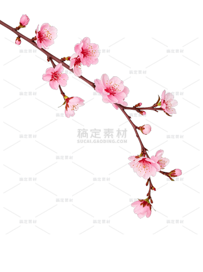 植物系列写实风桃花弯曲的花枝元素