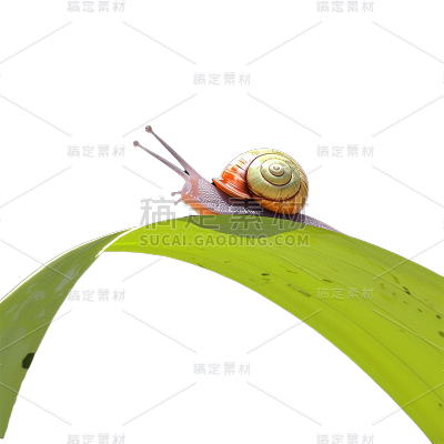 二十四节气惊蛰实景植物蜗牛昆虫组合元素素材