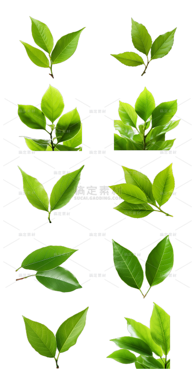 2309SC-素材组合-树叶贴纸-小叶子