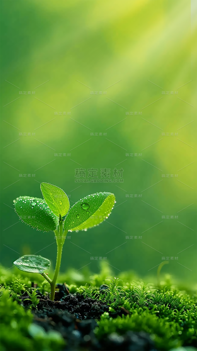 春天春季实景清新绿色植物发芽背景元素素材