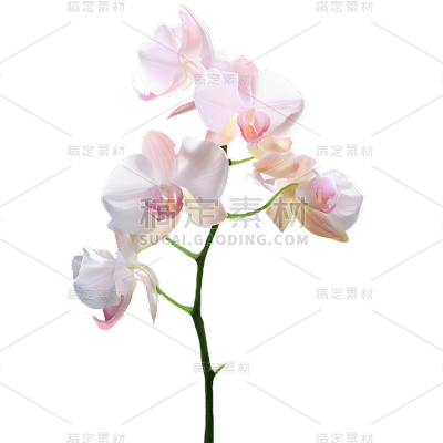 植物通用实景白色兰花花朵元素素材