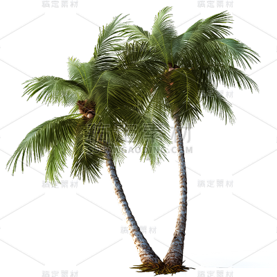 植物通用实景椰子树元素素材