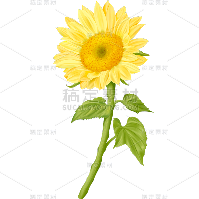 春天春日春季氛围感向日葵花朵植物插画元素素材