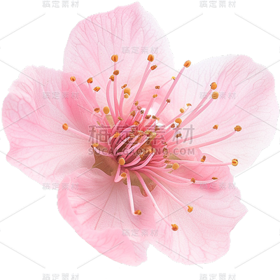 植物通用实景粉色桃花元素素材