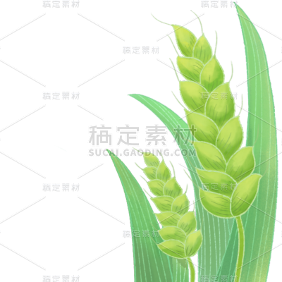 二十四节气小满通用绿色麦穗边框元素素材