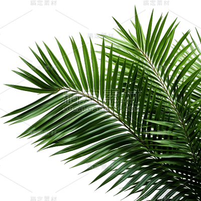 植物绿叶叶子
