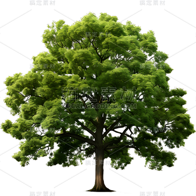 通用实景树木绿色植物元素