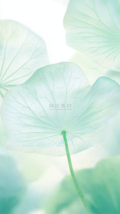 立夏清新感磨砂材质荷叶创意场景背景