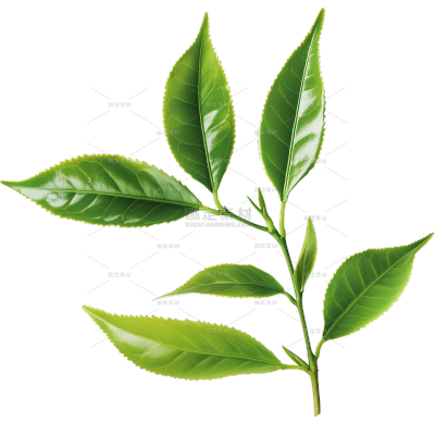 植物系列写实茶叶枝叶元素