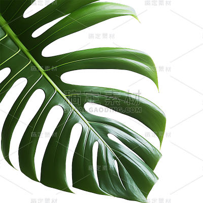 绿色植物叶子树叶装饰元素