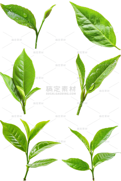 植物实景茶叶芽元素素材