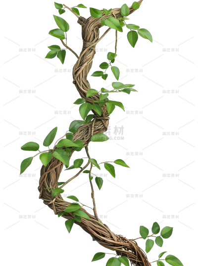 植物系列写实风藤条和叶子缠绕元素