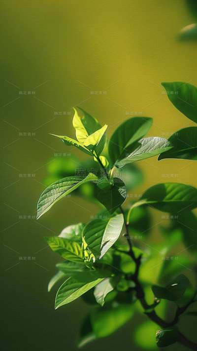 二十四节气立夏通用实景花卉植物背景图片素材