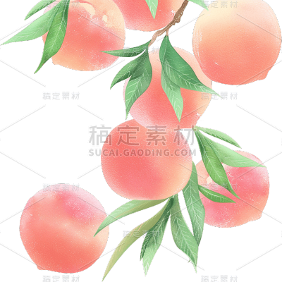 果蔬系列-通用-桃枝/桃花和桃子插画贴纸