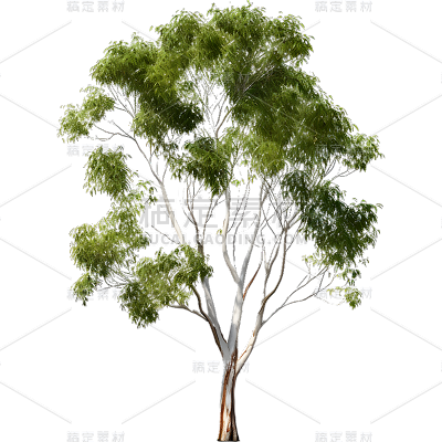 通用实景树木绿色植物元素贴纸