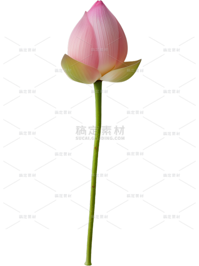  植物系列 写实荷花花苞元素 