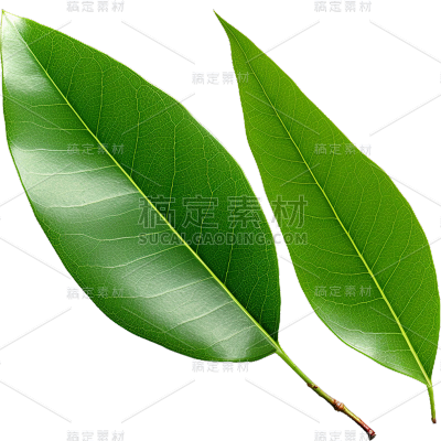 通用绿色植物叶子元素贴纸